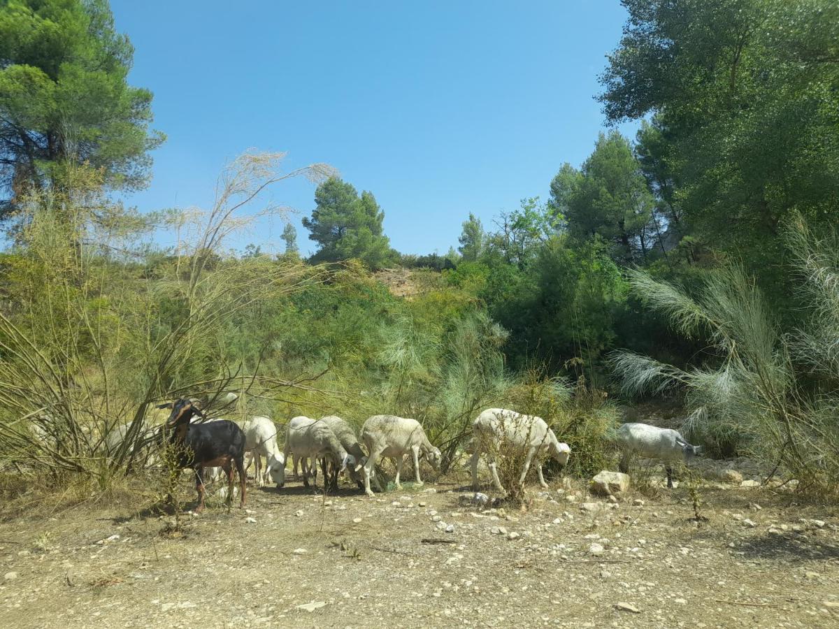 Casa Rural Del Saz 예스테 외부 사진